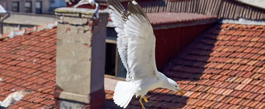 Residential Chimney Animal Removal Solution in Port Huron, MI